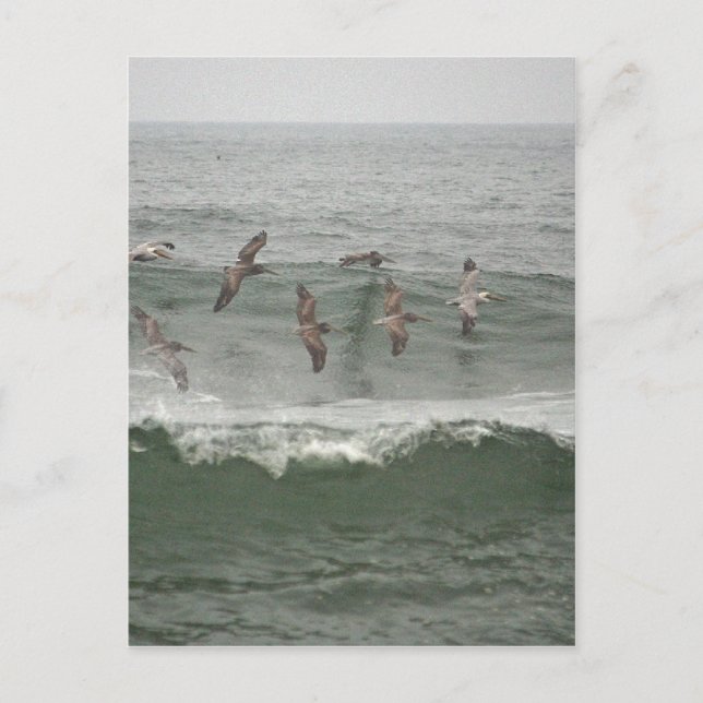 Brown Pelicans and Oregon Surf Postcard (Front)