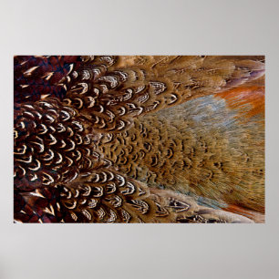 Brown Pheasant Feather Design Poster
