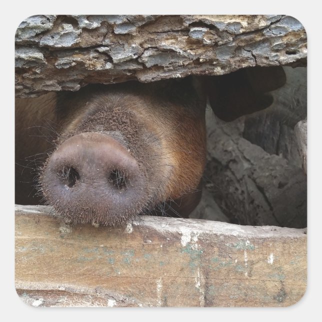 Brown Pig Poking Nose through Rustic Fence Square Sticker (Front)