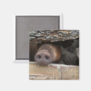 Brown Pig Poking Snout through Rustic Fence Magnet