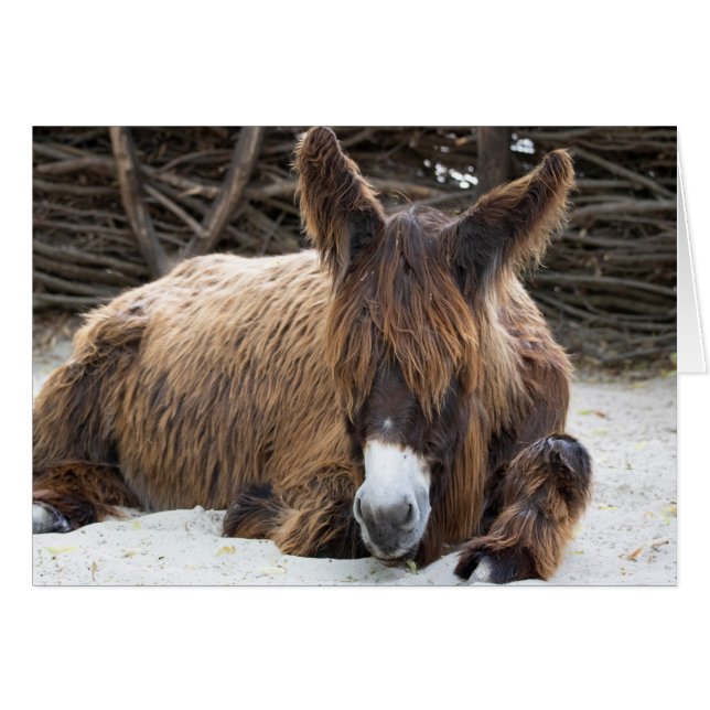 Brown Poitou Donkey (Devant Horizontal)