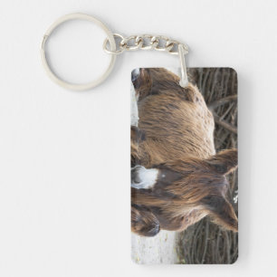 Brown Poitou Donkey