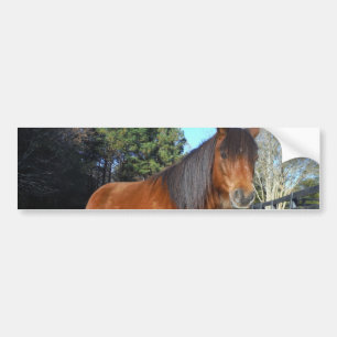 Brown pony turquoise Sky Bumper Sticker