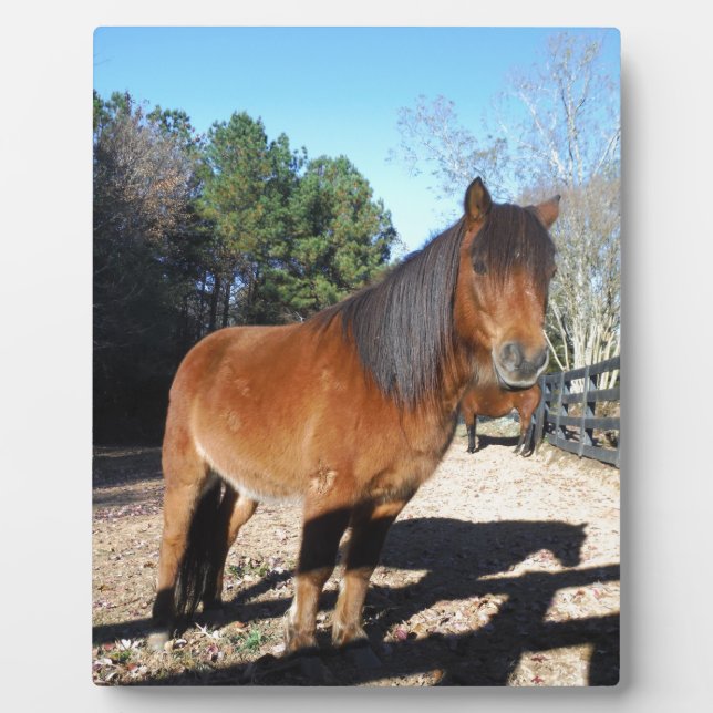 Brown pony turquoise Sky Plaque (Front)