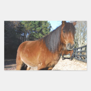 Brown pony turquoise Sky Sticker