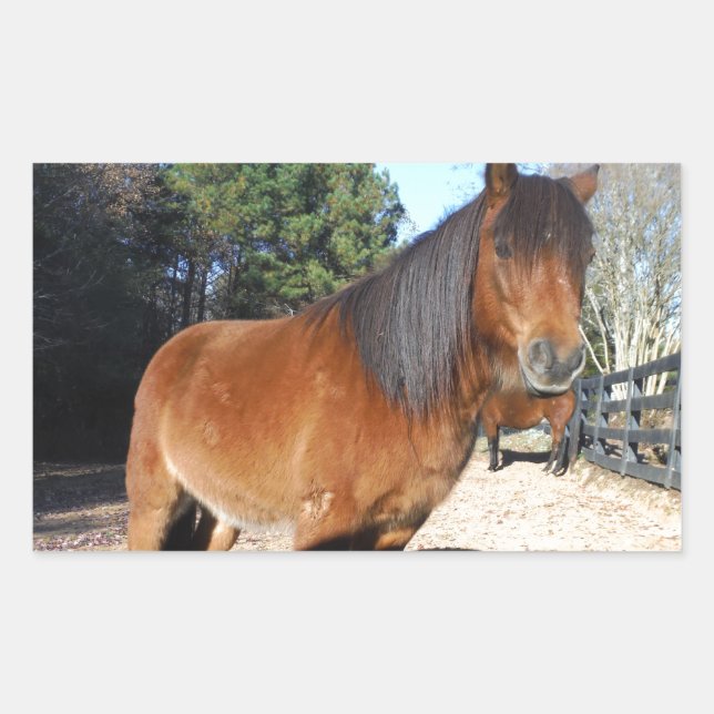 Brown pony turquoise Sky Sticker (Front)