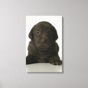 Brown puppy, portrait, close-up canvas print