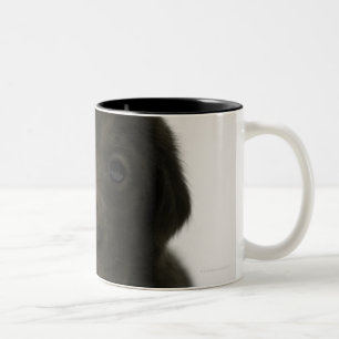 Brown puppy, portrait, close-up Two-Tone coffee mug