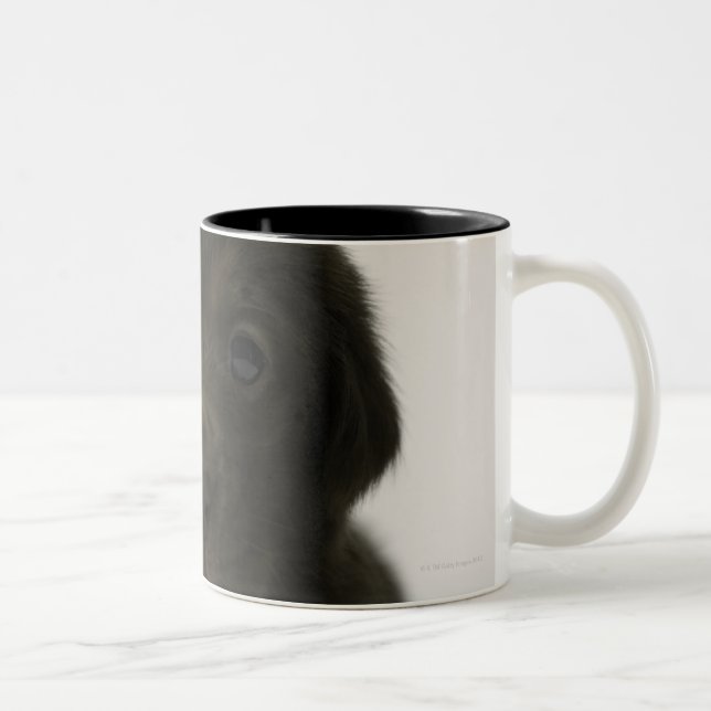 Brown puppy, portrait, close-up Two-Tone coffee mug (Right)