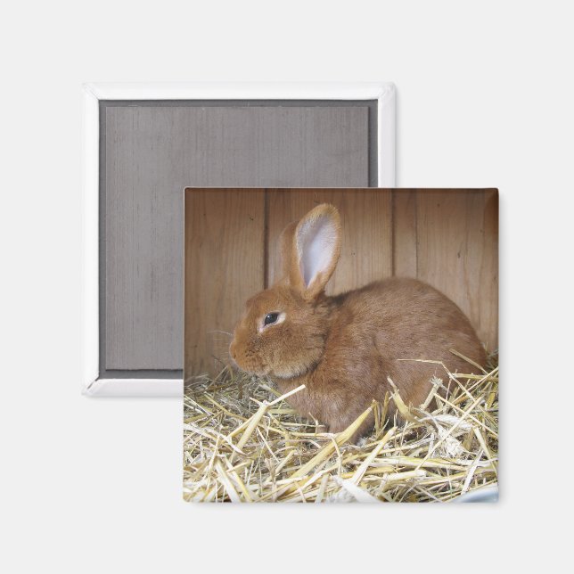 Brown Rabbit in Hay Magnet (Front/Back)