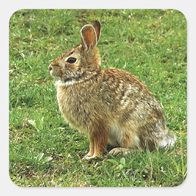 Brown Rabbit Square Sticker (Front)