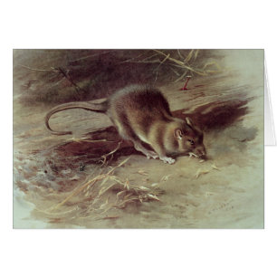 Brown Rat  1918