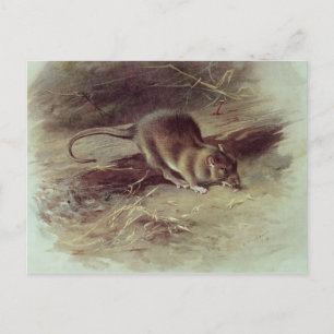 Brown Rat 1918 Postcard