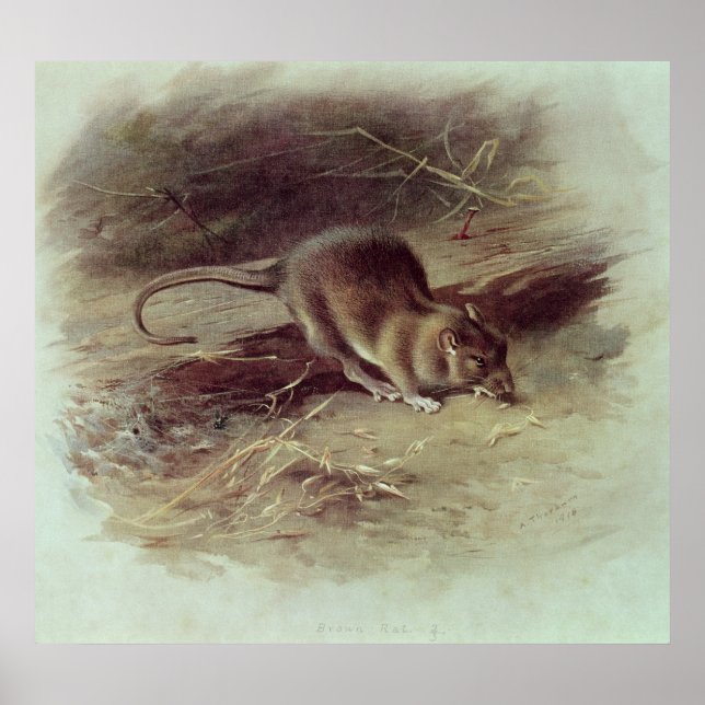 Brown Rat  1918 Poster (Front)