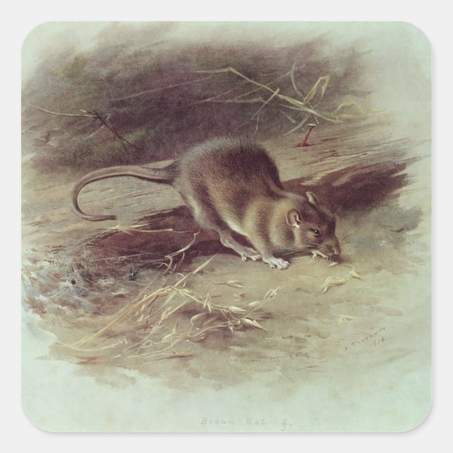 Brown Rat  1918 Square Sticker (Front)