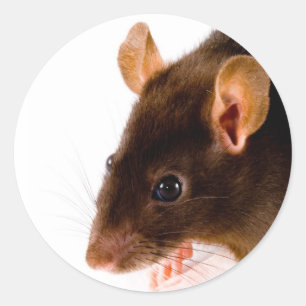 Brown Rat Classic Round Sticker