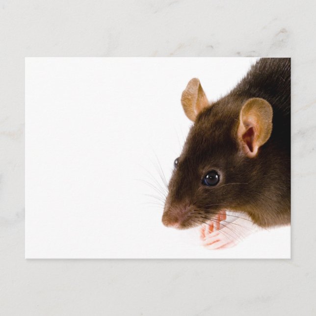 Brown Rat Postcard (Front)