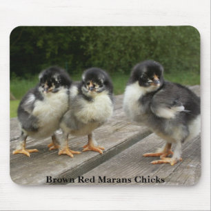 Brown Red Marans Chicks Mouse Pad