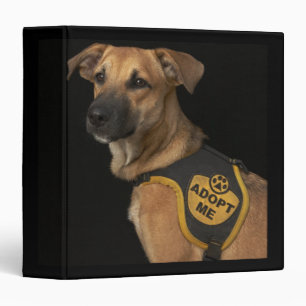 Brown rescue dog with adopt me vest binder