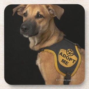 Brown rescue dog with adopt me vest coaster