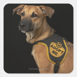 Brown rescue dog with adopt me vest square sticker