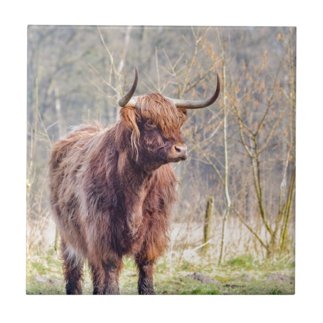 Brown scottish highlander cow standing in spring tile (Front)