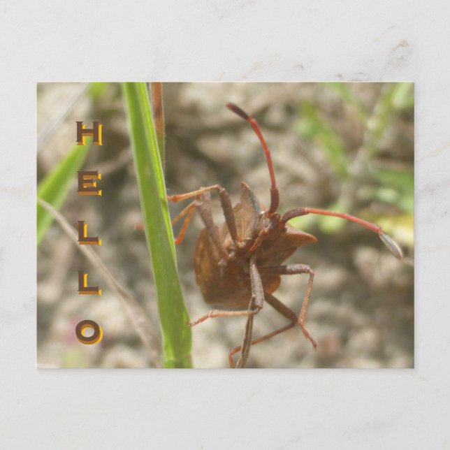 Brown Shield Bug Close Up HELLO Postcard (Front)