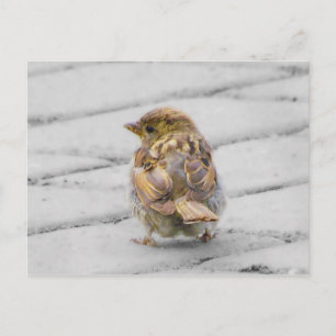 Brown Sparrow Postcard