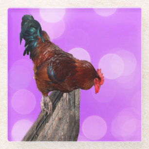 Brown Speckled Fluffy Rooster On Fence, Glass Coaster