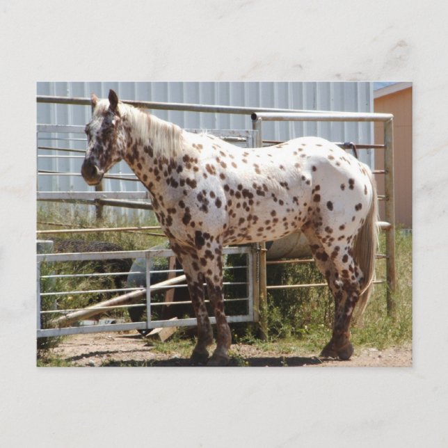 Brown spotted Appaloosa horse Postcard (Front)