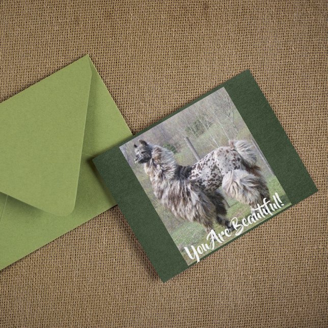 Brown Spotted Fancy Show Llama Postcard (Creator Uploaded)