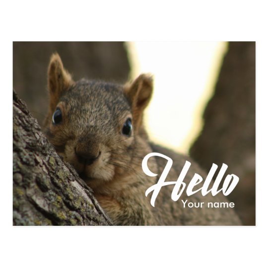 Brown squirrel photo funny cute hello postcard