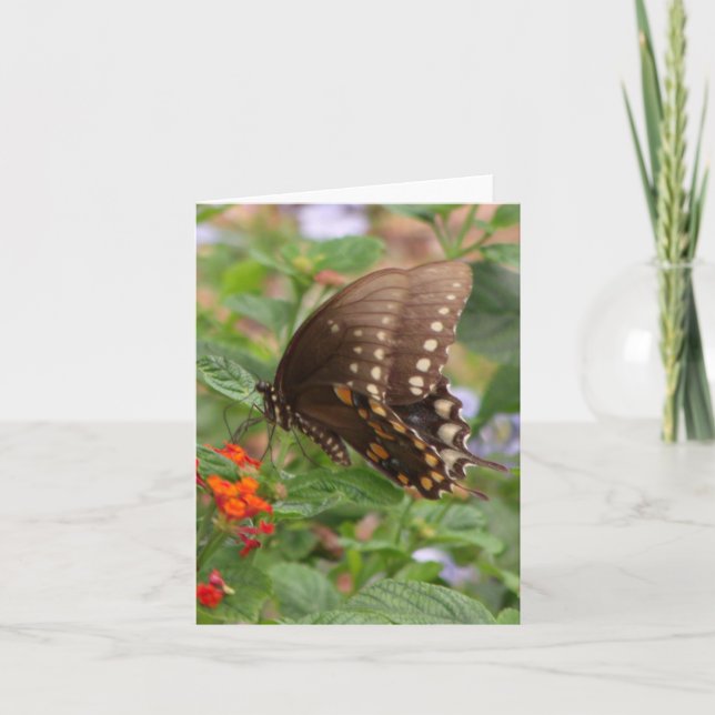 Brown Swallowtail Photo Folded Note Card (Front)