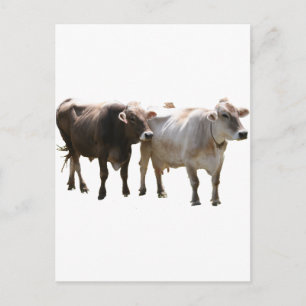 Brown Swiss Cows Postcard