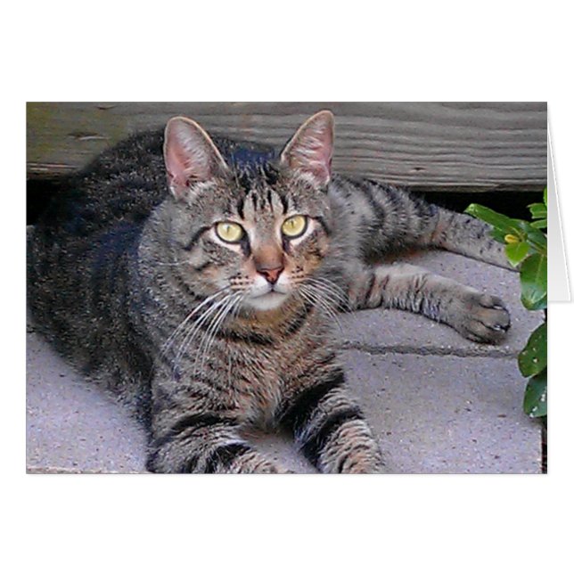 Brown Tabby Cat Outdoors (Front Horizontal)