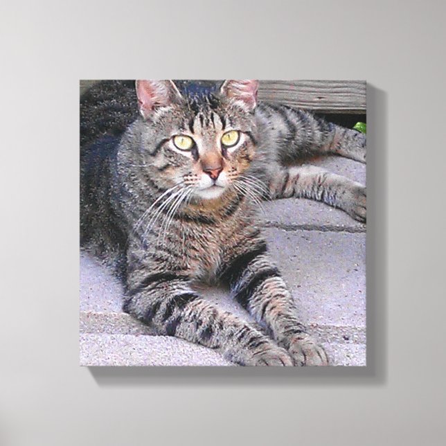 Brown Tabby Cat Outdoors Canvas Print (Front)