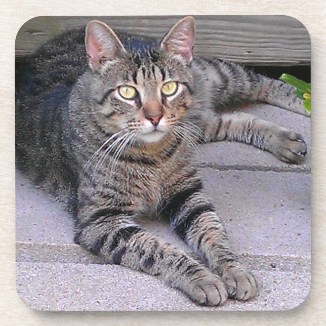 Brown Tabby Cat Outdoors Coaster (Front)