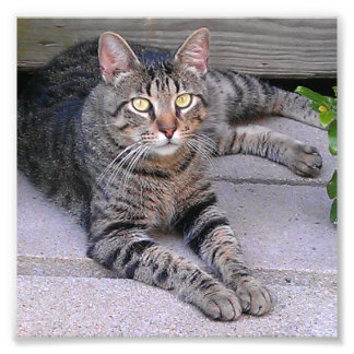 Brown Tabby Cat Outdoors Photo Print