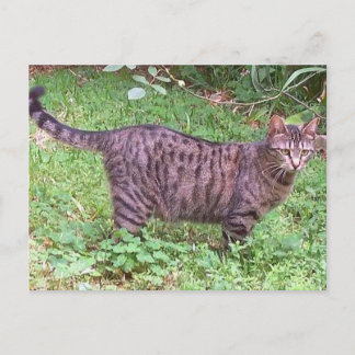 Brown Tabby Cat Outdoors Postcard