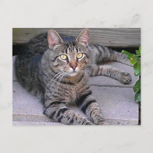 Brown Tabby Cat Outdoors Postcard