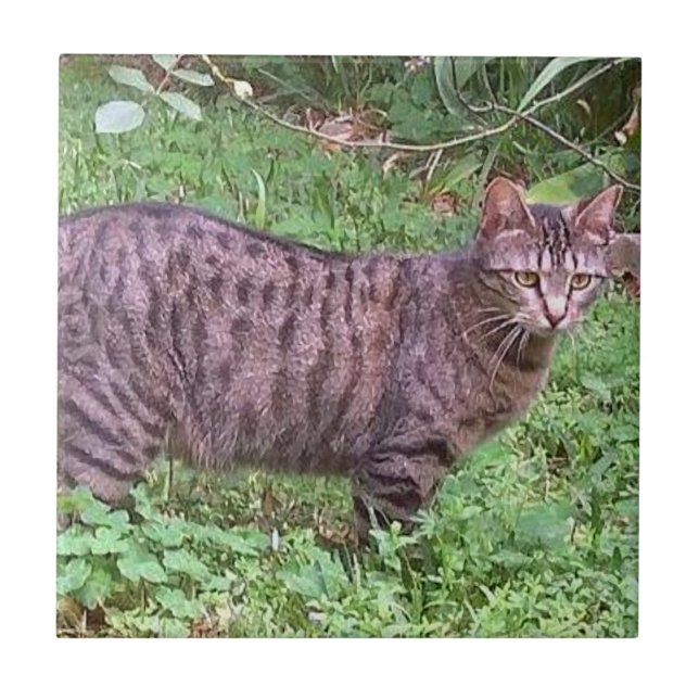 Brown Tabby Cat Outdoors Tile (Front)