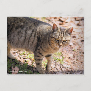 Brown tabby cat：Postcard Postcard