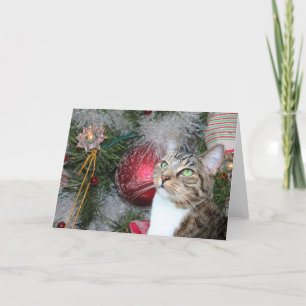 Brown tabby with white Christmas Holiday Card