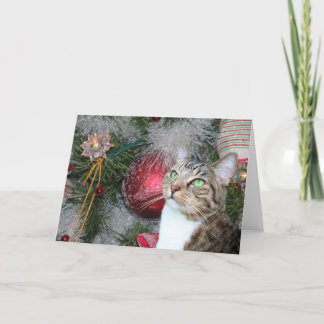 Brown tabby with white Christmas Holiday Card