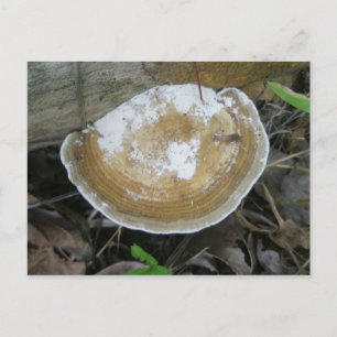 Brown Tan Bracket Fungus Postcard