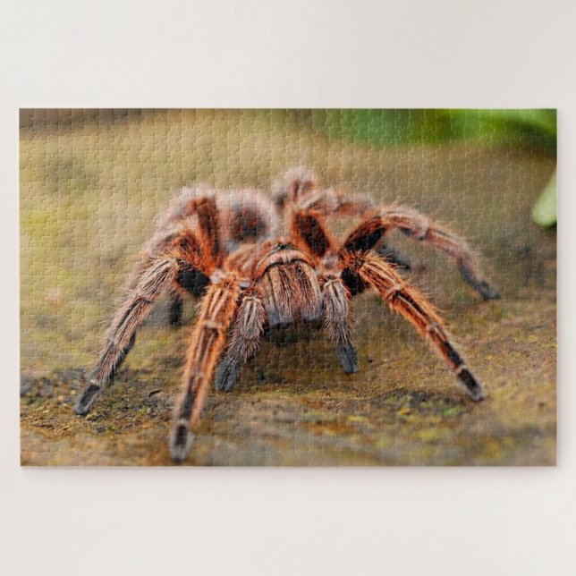 Brown tarantula spider on land jigsaw puzzle (Horizontal)