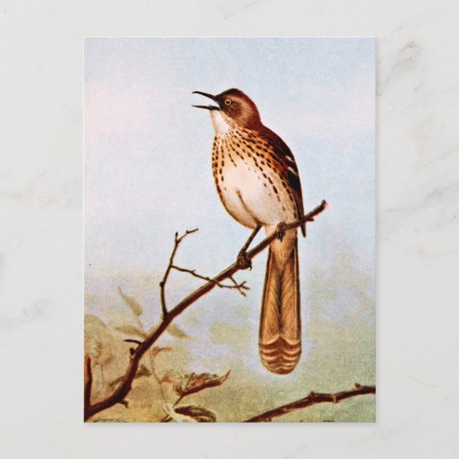 Brown Thrasher Bird Art Postcard (Front)