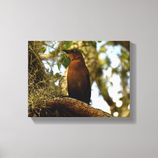 Brown Thrasher Bird Canvas Print