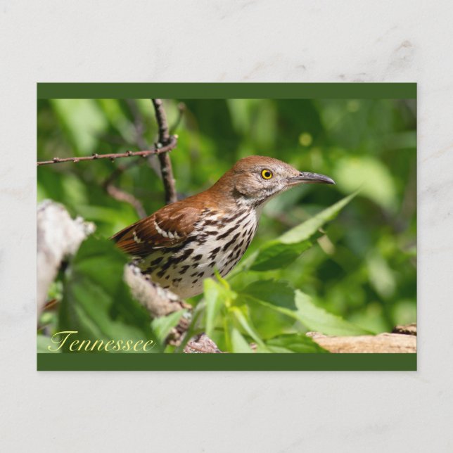 Brown Thrasher Postcard (Front)