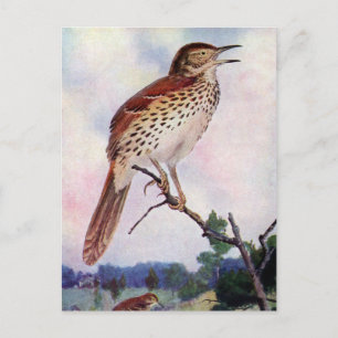 Brown Thrasher Postcard